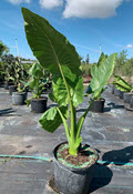 14" Alocasia Borneo Giant